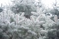 Winter and Christmas Background. Close-up Photo of Fir-tree Branch Covered with Frost. Royalty Free Stock Photo