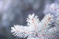 Winter and Christmas Background. Close-up Photo of Fir-tree Branch Covered with Frost. Royalty Free Stock Photo