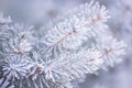 Winter and Christmas Background. Close-up Photo of Fir-tree Branch Covered with Frost. Royalty Free Stock Photo