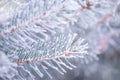 Winter and Christmas Background. Close-up Photo of Fir-tree Branch Covered with Frost. Royalty Free Stock Photo