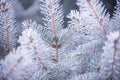 Winter and Christmas Background. Close-up Photo of Fir-tree Branch Covered with Frost. Royalty Free Stock Photo