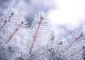 Winter and Christmas Background. Close-up Photo of Fir-tree Branch Covered with Frost. Royalty Free Stock Photo