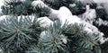 Winter and Christmas Background. Pine branch tree under snow. Fir-tree branches of conifer tree in snow for New Year close-up. Royalty Free Stock Photo