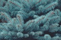 Winter christmas background texture. Blue spruce natural background. Close up of blue spruce branch growing in the park Royalty Free Stock Photo