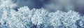 Winter and christmas border. Pine tree branches covered frost in snowy atmosphere Royalty Free Stock Photo