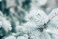 Winter Christmas evergreen tree background. Ice covered blue spruce branch close up. Frost branch of fir tree covered with snow, Royalty Free Stock Photo