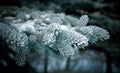 Winter christmas frost on spruce tree Royalty Free Stock Photo