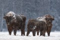 Winter Christmas Image With Brown Bison Family Aurochs Or Bison Bonasus . Calf With Mom, Covered With Snow Crust.Huge European