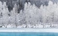 Winter Christmas Landscape In Cold Tones With Calm River,Surrounded By Trees.Altai Mountains, Western Siberia,Russia.Art Picture W Royalty Free Stock Photo