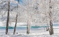 Winter Christmas Landscape In White Tones With Calm Turquoise River, Surrounded By Birch Trees.Siberian Landscape With Snowy Trees Royalty Free Stock Photo