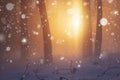 Winter Christmas nature background. Sunshine in winter forest. Snowfall in frosty and foggy forest Royalty Free Stock Photo