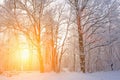 Winter Christmas picturesque background. Snowy landscape with trees covered with snow, outdoors