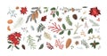 Winter christmas plants textured illustrations set. Poinsettia, spruce, pine, cedar, mistletoe and orange realistic