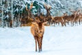 Winter christmas. Single adult noble deer with big beautiful horns with snow against winter forest and deers group. European