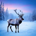 winter christmas snow lapland landscape beautiful adorable