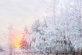 Winter Christmas stage background with copy space. Snow landscape with trees covered with snow under the open sky at sunset Royalty Free Stock Photo