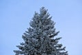 Winter Christmas tree covered with snow on blue sky background. Tall tree