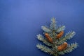 Winter Christmas tree fir branch as a tree with pine cones on blue background. Royalty Free Stock Photo