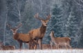 Winter Christmas Wildlife Landscape With Two Trophy Noble Deer, Artistic View. Elk In Belarus, Belorussian Wilderness Scene. A Her