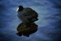 Lonely bird sits on a log Royalty Free Stock Photo