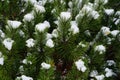 Winter in the city. A growing Christmas tree in the city is covered with snow after a storm. Green clean city.