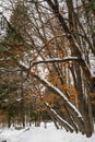 Winter city landscape. Alley of a snowy old park. On trees there are not fallen autumn yellow leaves Royalty Free Stock Photo