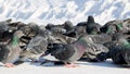 Winter city landscape. A colony of urban pigeons. Selective focus Royalty Free Stock Photo