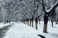 Winter city landscape. Road, alley of a park covered with snow. Tree lines with snow. Winter season in Bulgaria. Royalty Free Stock Photo