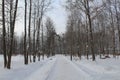 Winter in the city park. Trees without leaves, a lot of snow. Coldly. Animals want to eat.