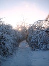 In winter, the city Park, trees and shrubs are buried in snow at sunset on a clear frosty day. The branches of the trees bend