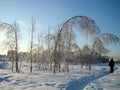 In winter, the city Park, trees and shrubs are buried in snow at sunset on a clear frosty day. The branches of the trees bend