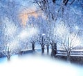 Winter city snowy evening park trees covered by snow andstarry sky and moon nature background 3 d illustration