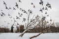 Winter cityscape. A flock of pigeons flies over a snowy lake and trees in a city park