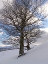 Winter in Ciucas Mountains Royalty Free Stock Photo