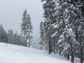 Winter clasic scenery with trees and snow