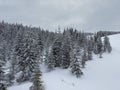 Winter clasic scenery with trees and snow