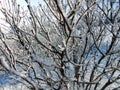 A winter clear day, a rural landscape with a rustic garden cover