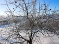 A winter clear day, a rural landscape with a rustic garden covered with snow. frozen branches of trees in rime against blue sky Royalty Free Stock Photo