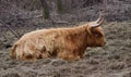 Winter close-up of a Galloway cattle with shaggy fur and long horns lying on brown grass in front of tree trunks in the