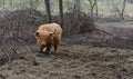 Winter close-up of a Galloway cattle with shaggy fur and long horns standing on brown grass in front of tree trunks in the