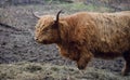 Winter close-up of a Galloway cattle with shaggy fur and long horns standing on brown grass in front of tree trunks in the