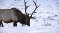 winter close up shot of a bull elk grazing in snow at yellowstone national park Royalty Free Stock Photo