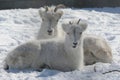 Winter Closeup Of Dall Sheep Ewe And Lamb