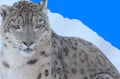 Winter Closeup Of Himalayan Snow Leopard Royalty Free Stock Photo