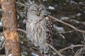 Napping North American Barred Owl Sitting On Tree Branch Royalty Free Stock Photo