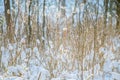 Winter closeup snow on tiny branches bush Royalty Free Stock Photo