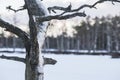 Winter closeup of spooky dead pine on background of frozen swamp lake covered with snow Royalty Free Stock Photo