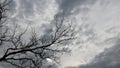 Winter background of grey overcast sky and bare tree branches Royalty Free Stock Photo