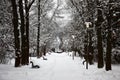 Botanical garden. Avenue of an ash-tree.