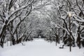 Botanical garden. Avenue of nuts.